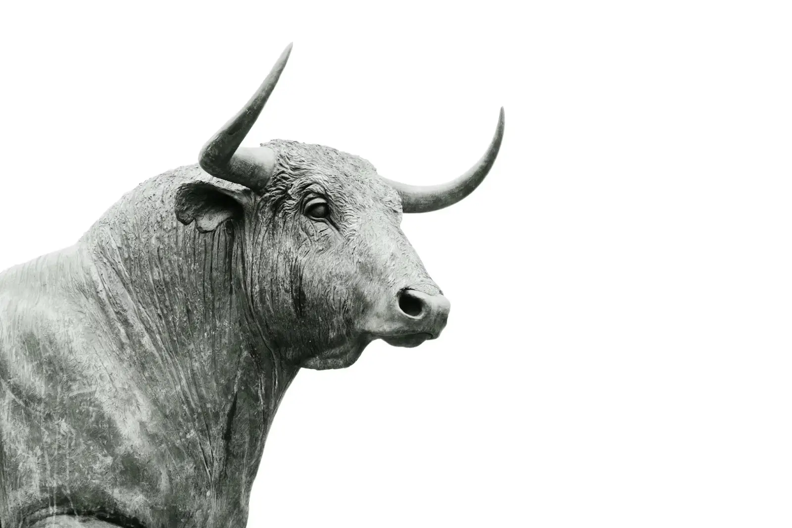 A gray bull staring flat