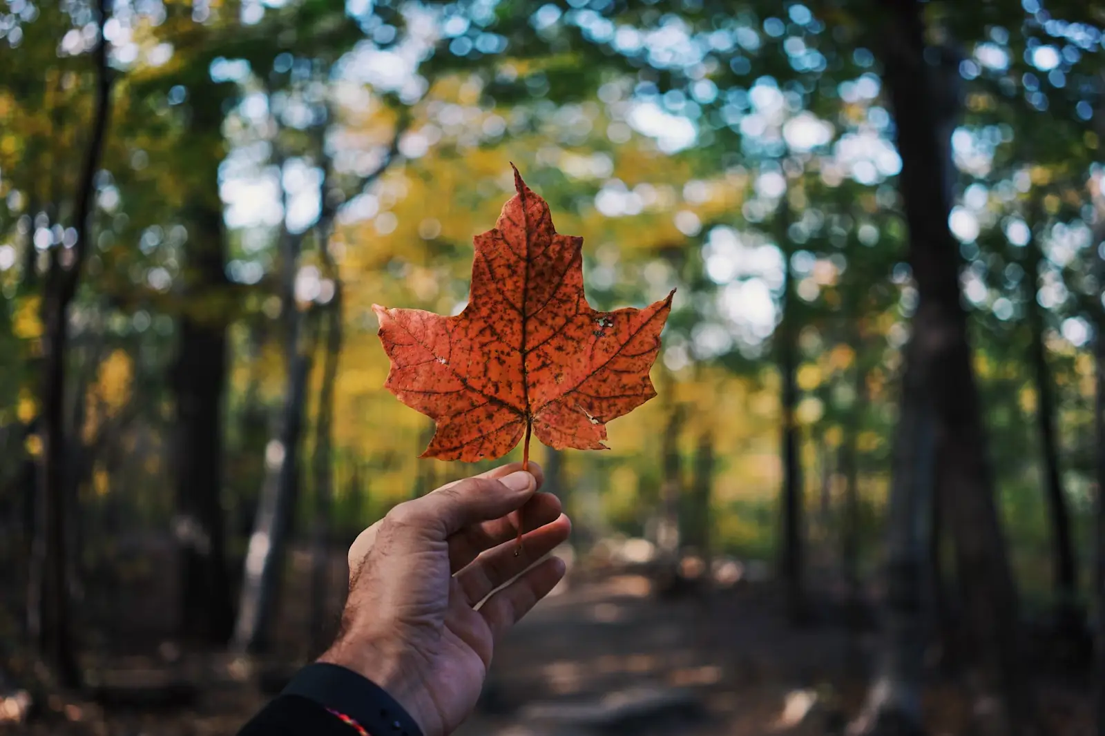 A person holding a maple leaf